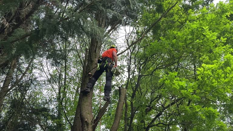 Arcanum, OH  Tree Services Company