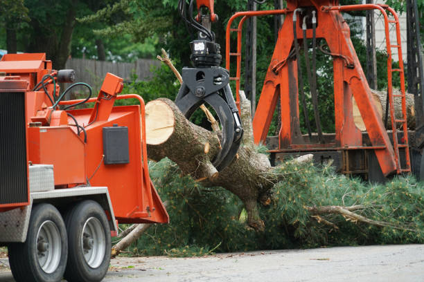 Best Tree Risk Assessment  in Arcanum, OH