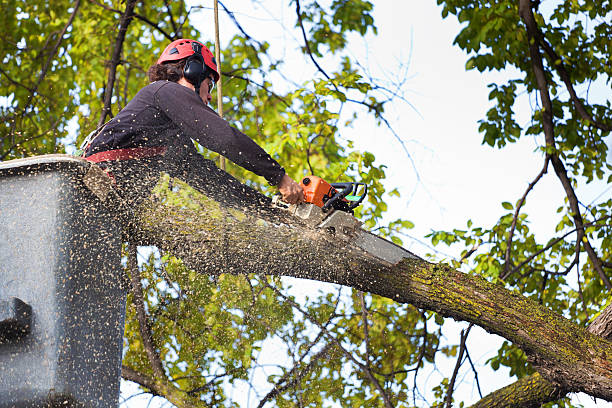 Best Tree Disease Treatment  in Arcanum, OH